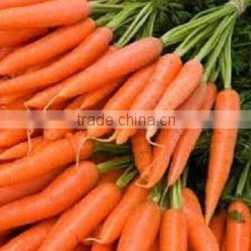 Fresh Carrot India/Fresh New Crop 2016 Carrot photo-2