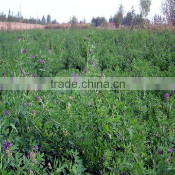 High Quality Alfalfa Seeds With Competitive Price photo-6