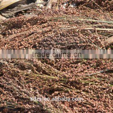 white sorghum price is very competitive