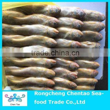 Frozen yellow croaker fish on sale