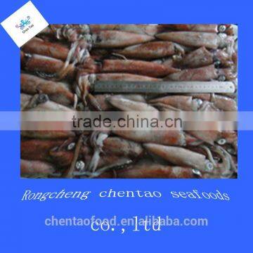 Frozen whole fresh loligo squid for sale