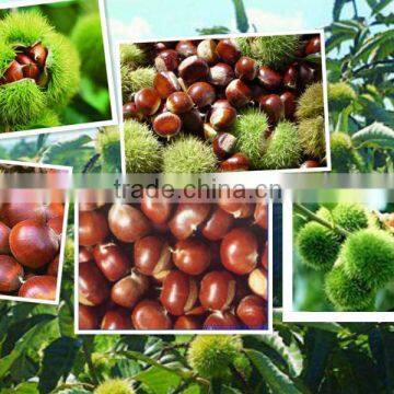 organic foodstuff (fresh chestnut)