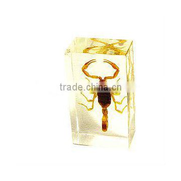 Small Scorpion Specimen/embeding specimen in resin