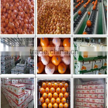 wax fresh navel orange cheap price