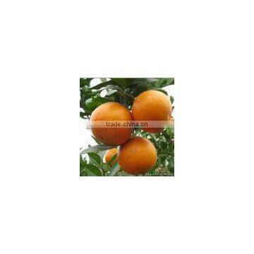 fresh orange on china with low price