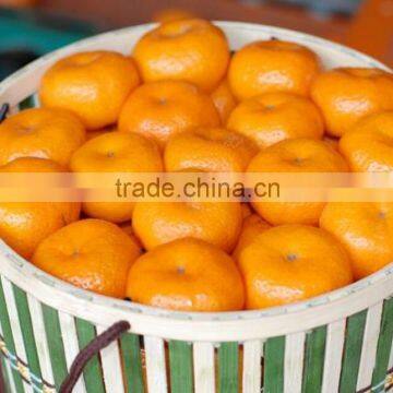 Bright Orange Color and Citrus Fruit Product Type Mandarin Orange photo-2