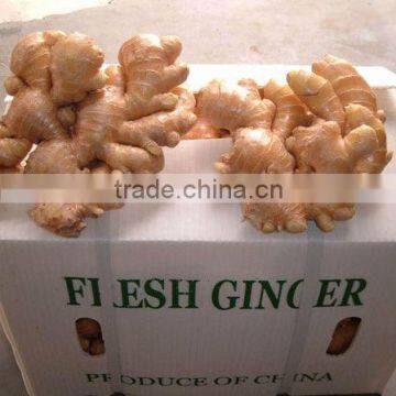 2014 Fresh Ginger and Air Dry Ginger in China