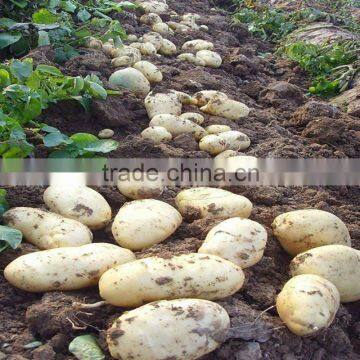 Fresh Holland Potato