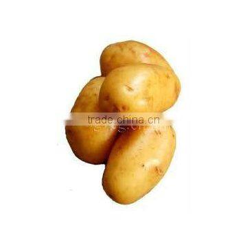 chinese fresh yellow potato