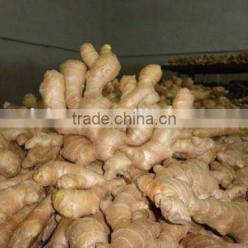 Fresh Ginger photo-4