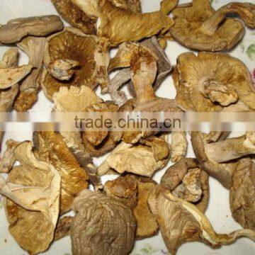 fresh ,frozen ,dreid oyster mushromm best price