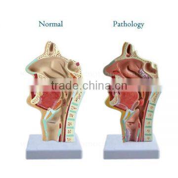 Mouth Nose Throat Pharynx Education Human Body Anatomy ENT Model photo-2