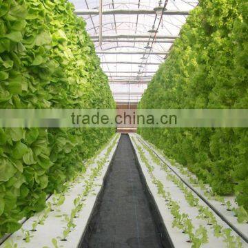 Hot-Dip Galvanized Steel Pipe High Glass Greenhouse For Hydroponic Planting photo-5