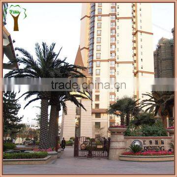 Outdoor landscape canary date palm tree