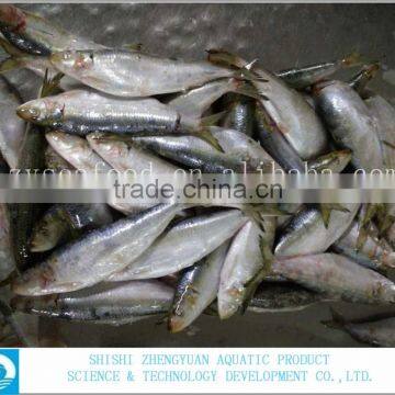 for Market Fresh Fish Frozen Sardine 120-150g photo-2