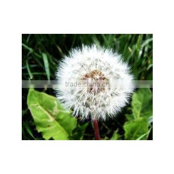 pure dandelion extract, herba taraxaci, dandelion root extract powder