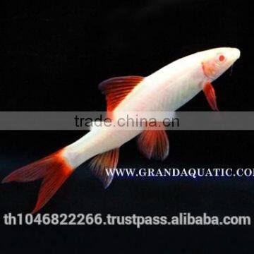 Rainbow Shark Albino / Ornamental Fish Exporter photo-4