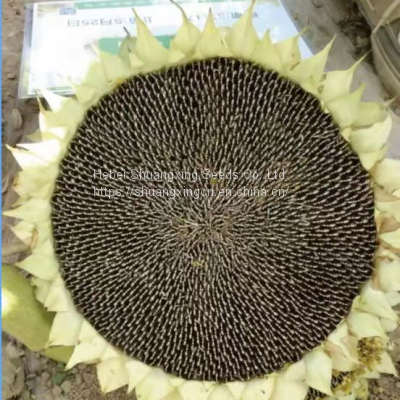 SX No.6 Hybrid Sunflower Seeds for Planting Broomrape Resistant photo-4