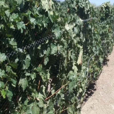 Woven Bird Netting 5m x 15m Drape Over Netting 2cm 2.5cm 3cm Hole Size Pond Cover Net photo-4