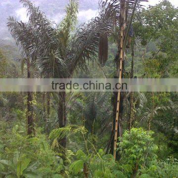 Indonesia Granulated Organic Arenga Palm Sugar in Bulk photo-2