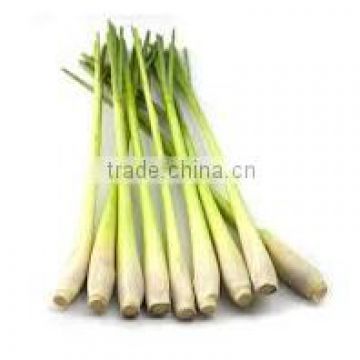 Organic Fresh Lemon Grass Young