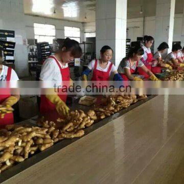 We Are Supply Dried Ginger With Good Price