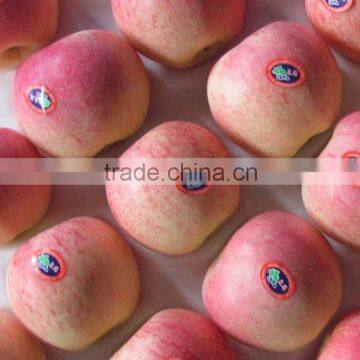 high quality fresh apple(gala) for hot sale