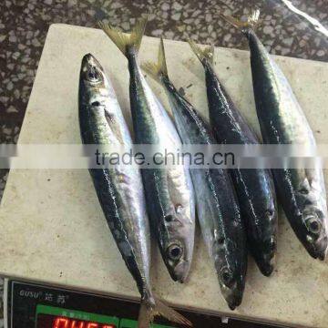 new frozen Round Scad fish mackerel fish 80-120g