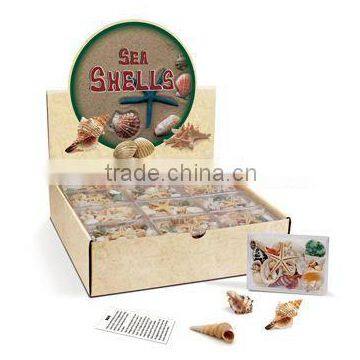Various Nature Sea Shells Collection Set in Display Box