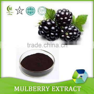 100% Organic or mulberry Morus alba muberry extract/mulberry fruit extract