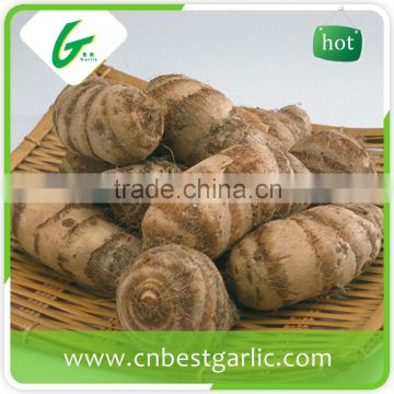 New crop fresh taro price