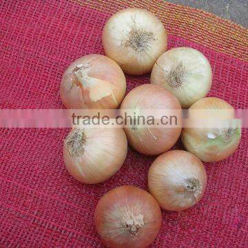 Yellow Onion photo-2