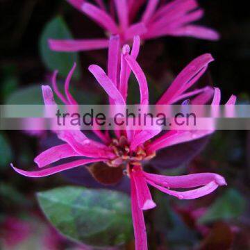 Loropetalum chinensis var. rubrum (Chinese Olive Red Leaves)