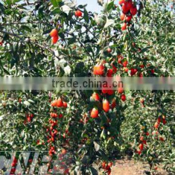 Buy Your Own Goji Berry Seeds For Growing Good Fresh Health benefits of goji berries