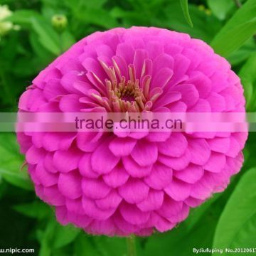 Hybrid calendula officinalis seeds flower seeds for growing