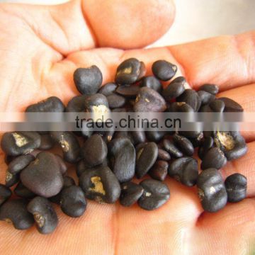 High Purity Lily Magnolia Seeds Mulan Tree Seeds For Growing