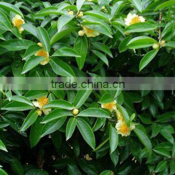 Tutcheria championi seedling