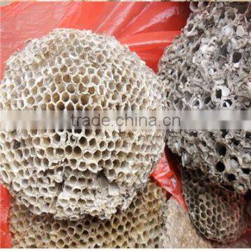 Whole Sale Nidus Vespae