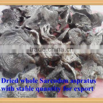 rare wild Sarcodon aspratus mushroom