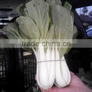 CC03 Ganyou short type black leaf Chinese cabbage seeds vegetable seeds