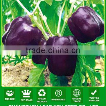 SP09 Zixing No.2 mid-maturity hybrid bell pepper seeds, capsicum seeds