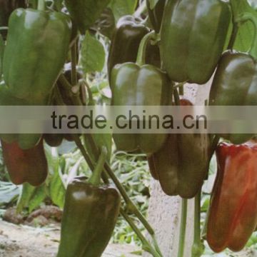 Sweet pepper seeds lamuyo pepper seeds Hillary F1