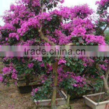 Bougainvillea glabra