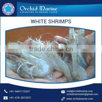 Best Quality Rich Delicious Natural White Shrimps at Competitive Market Rate