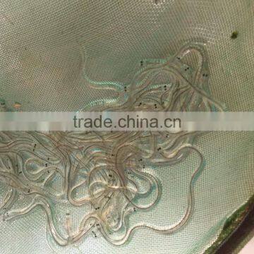 Glass Eel Anguilla Rostrata photo-5