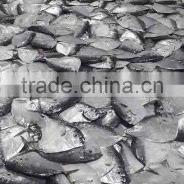 IQF Moonfish Sea Fish on Sales photo-2