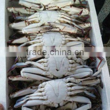 Organic Foods of Crab