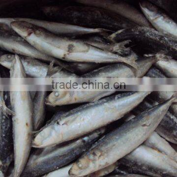 Frozen IQF Muroaji photo-2