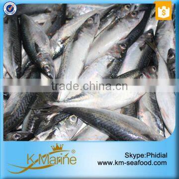 Frozen Seafood Horse Mackerel Fish Sale photo-4