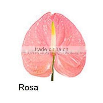 Fresh Cut Flower ANTHURIUM Rosa